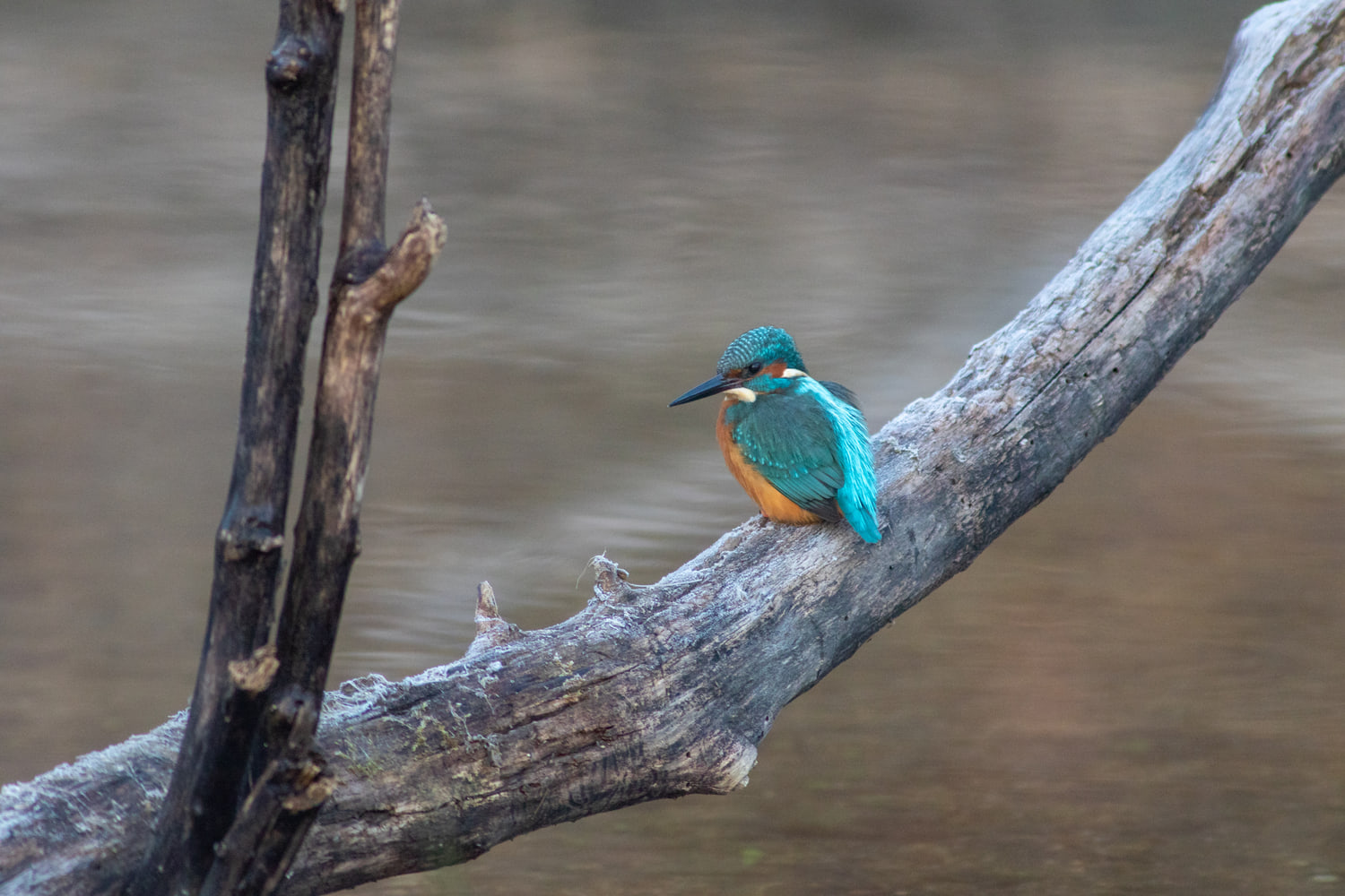 Common kingfisher