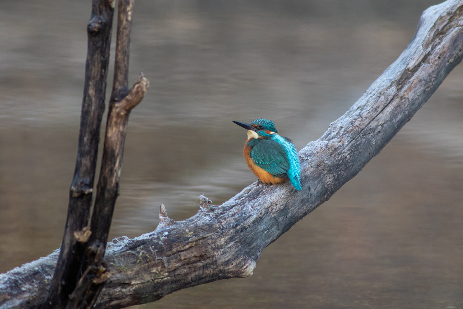 Common kingfisher