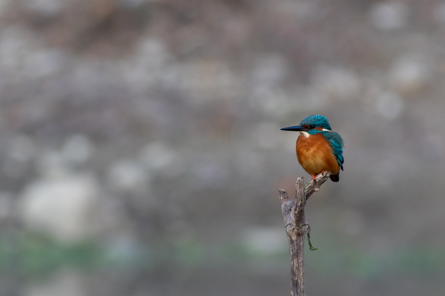 Common kingfisher