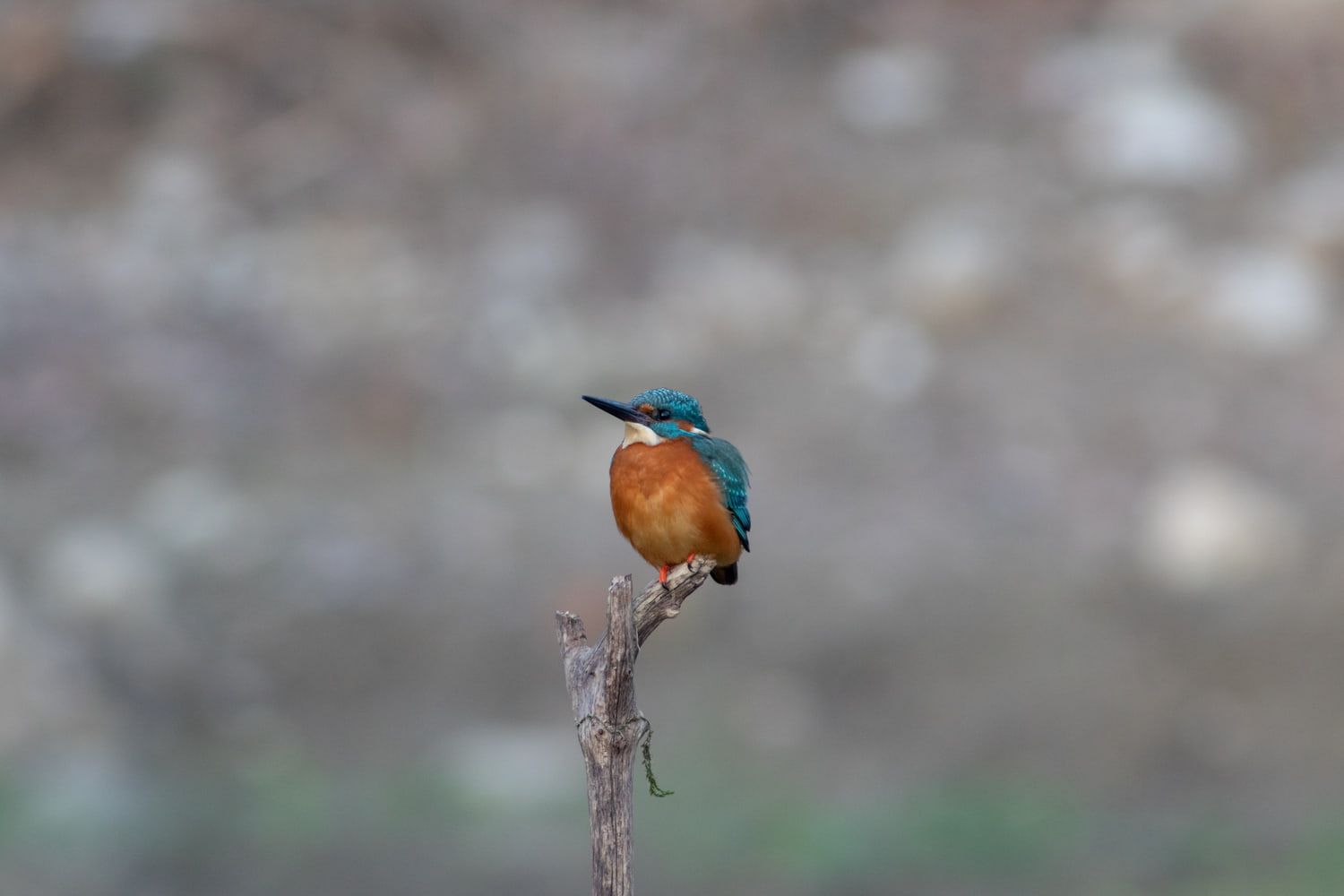 Common kingfisher