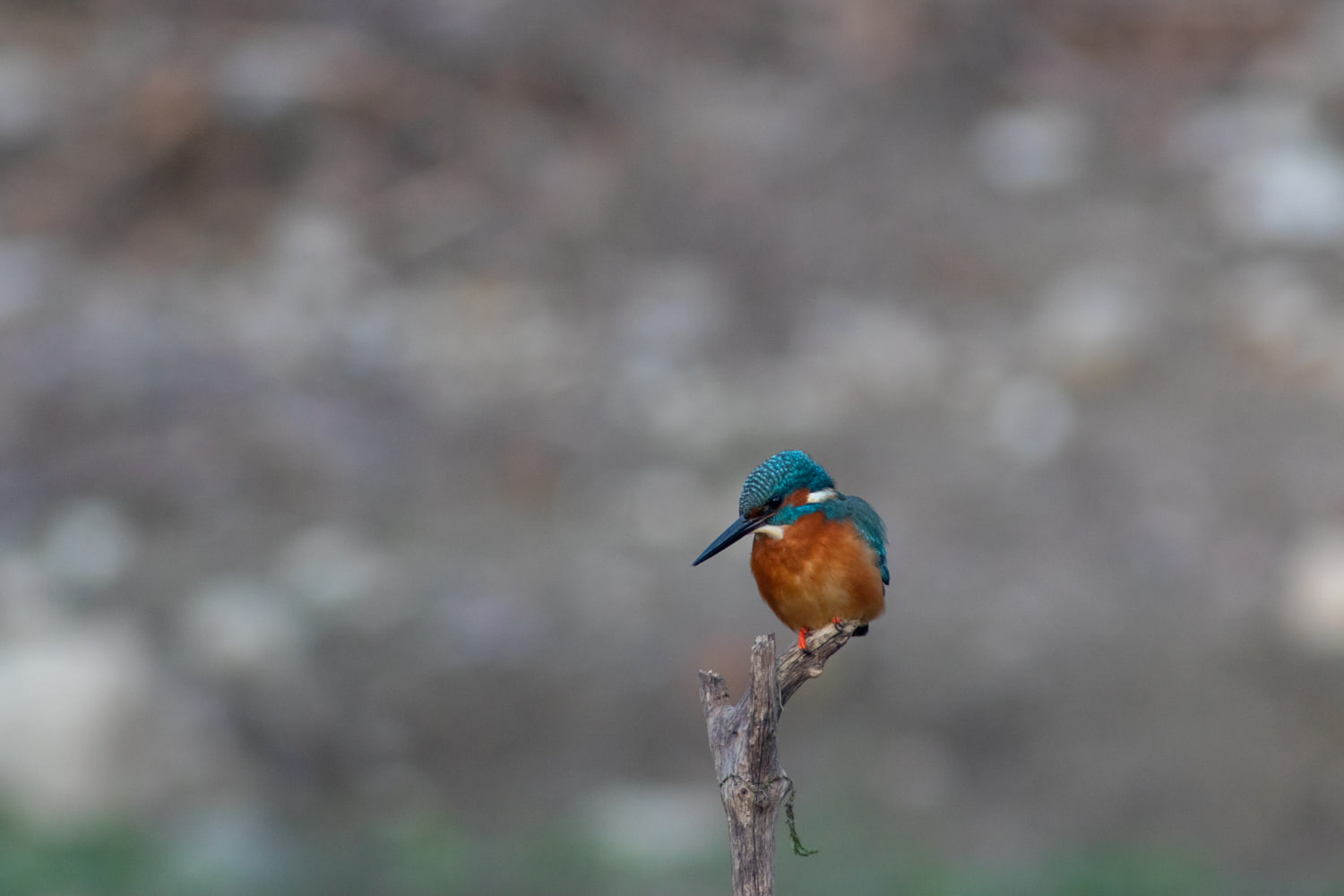 Common kingfisher