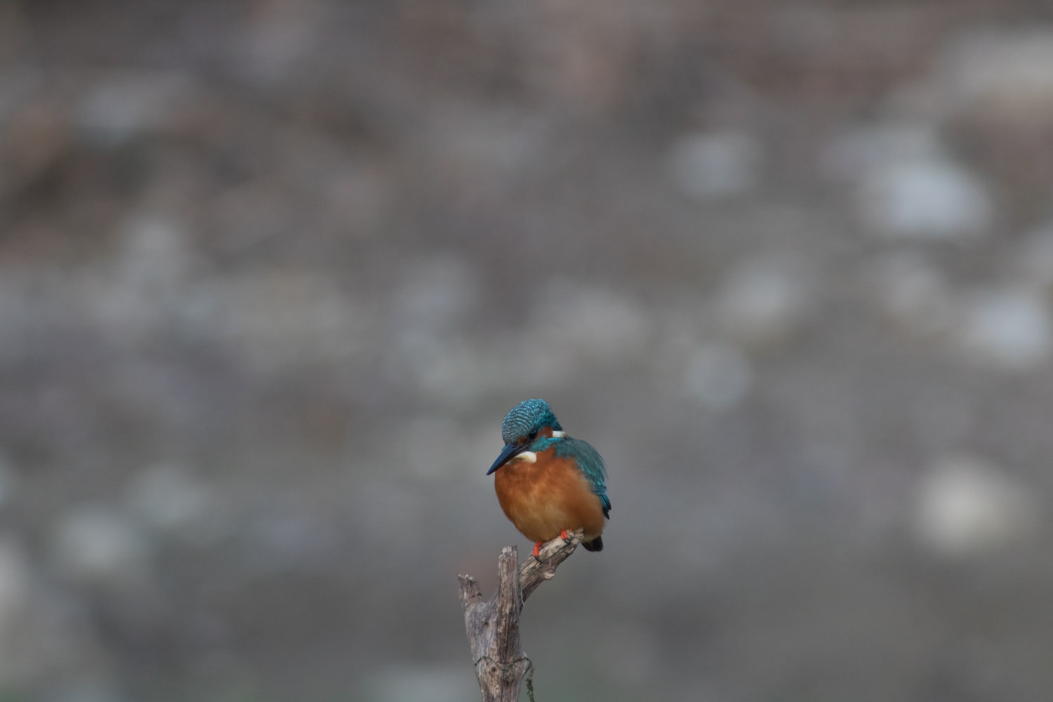 Common kingfisher