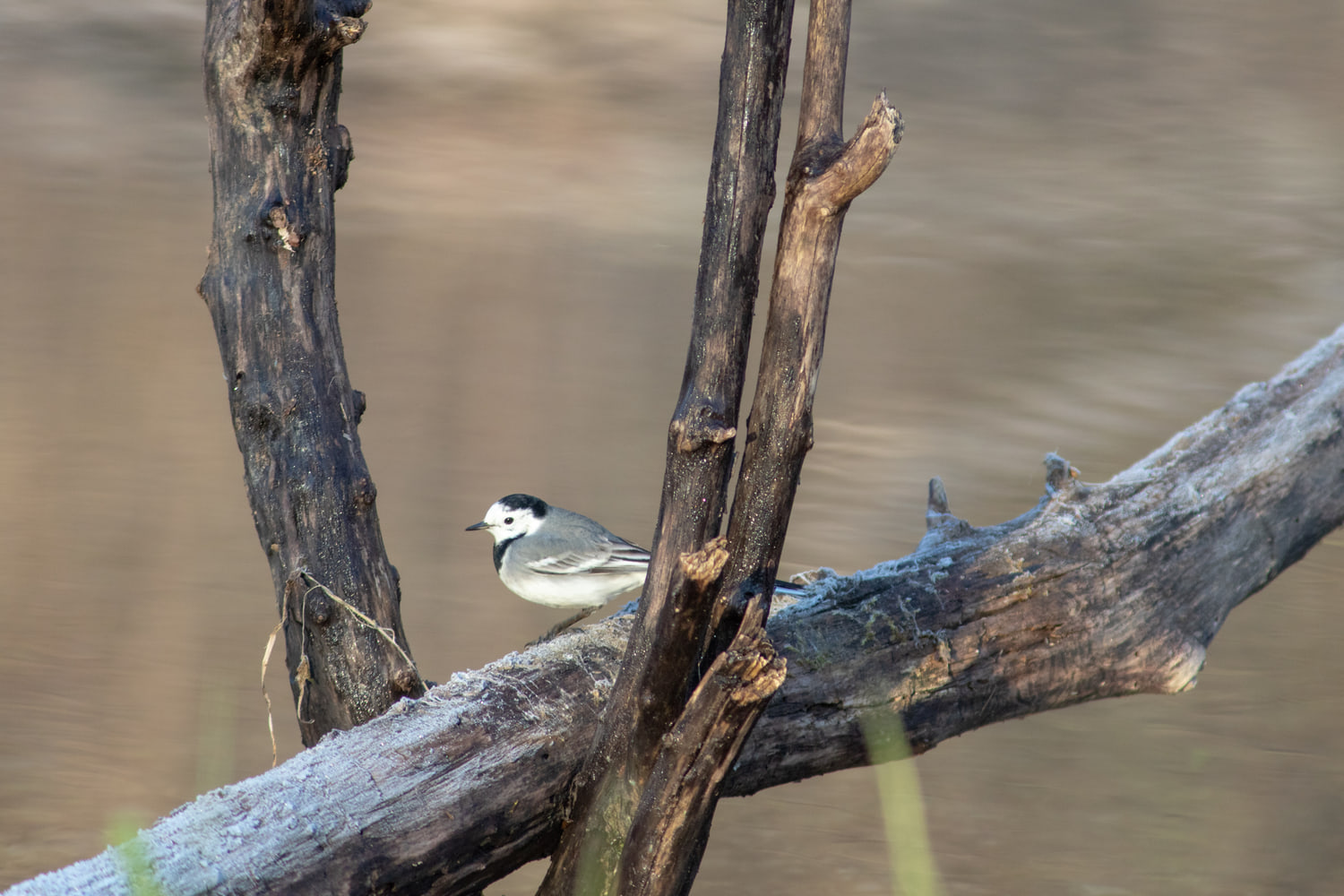 White wagtail