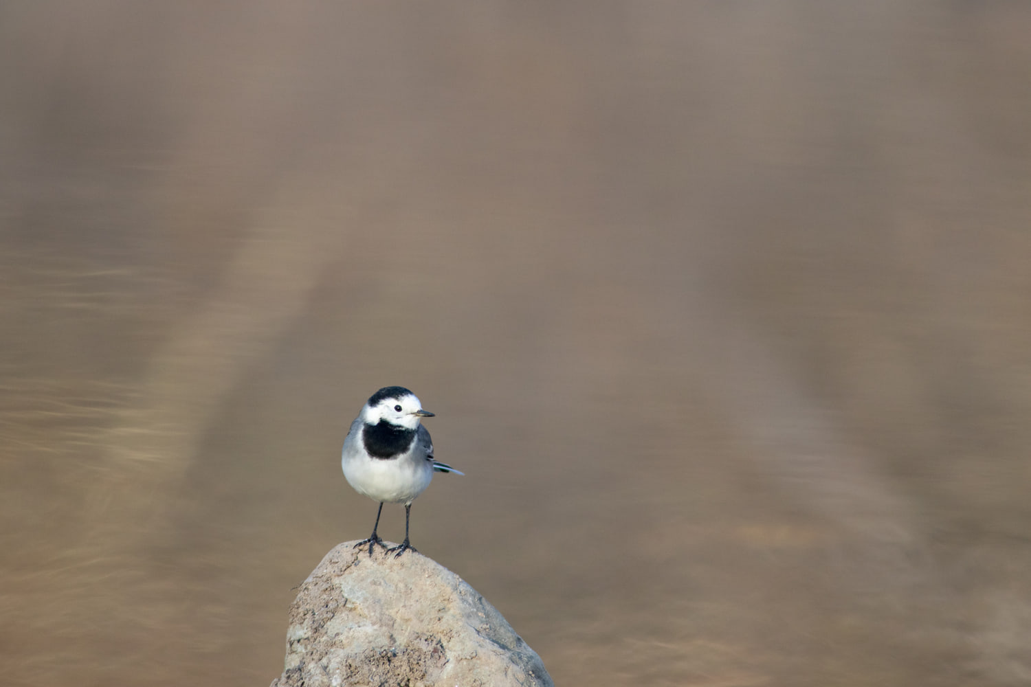 White wagtail