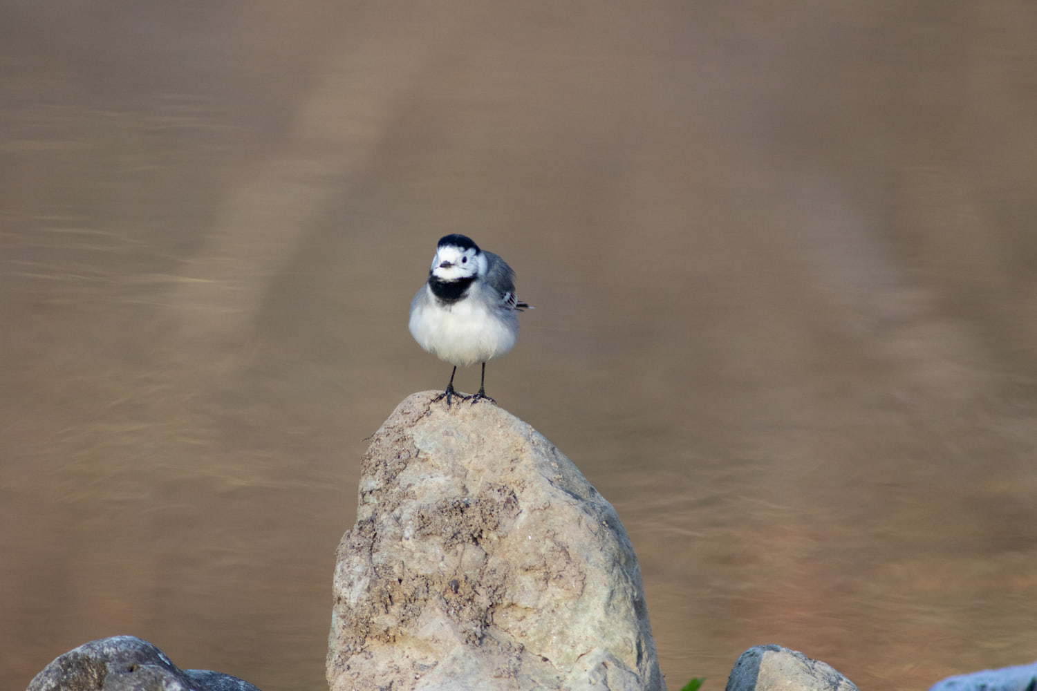 White wagtail