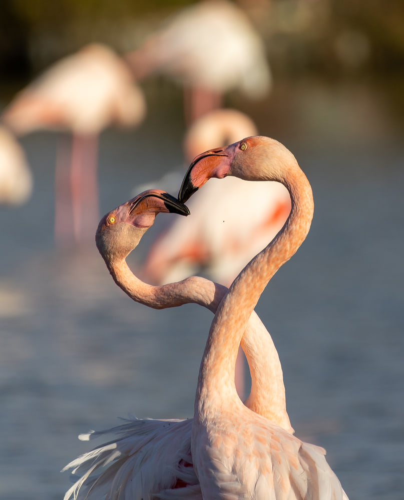 Greater flamingos