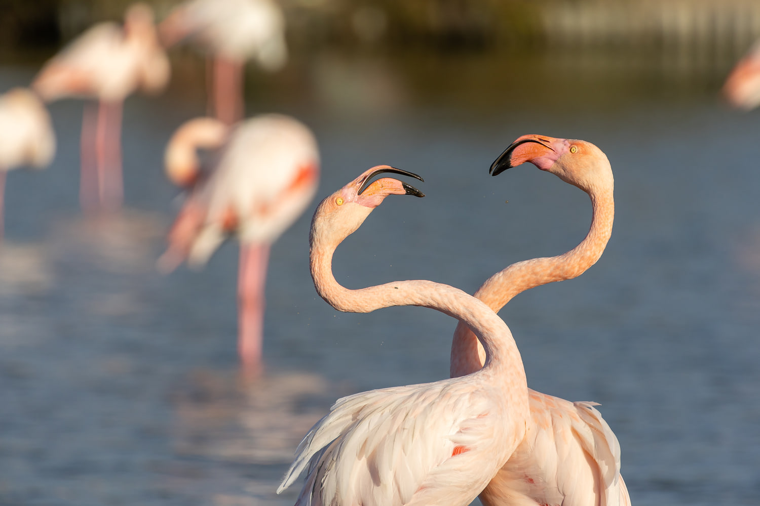 Greater flamingos