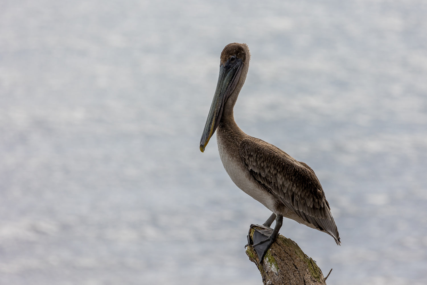 Brown pelican