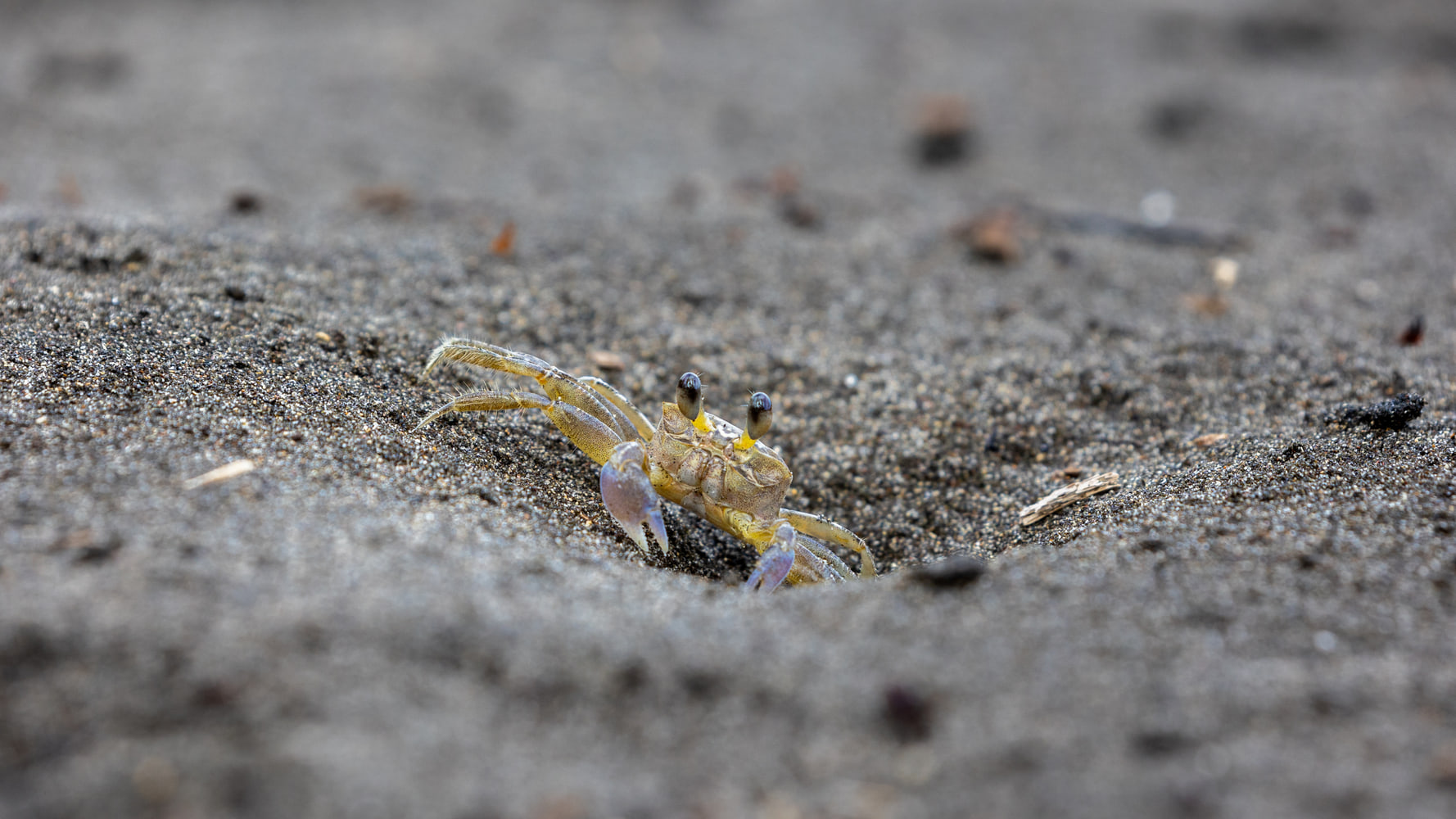 Ghost crab