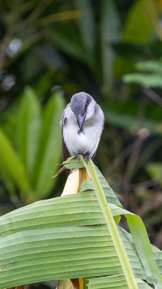Grey kingbird
