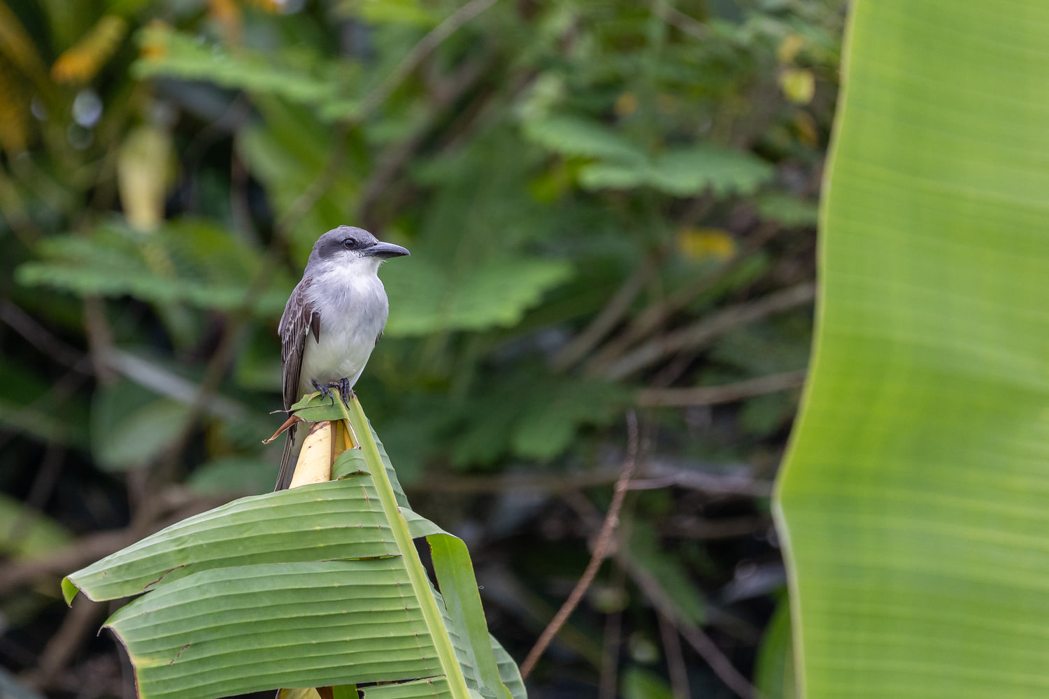 Grey kingbird