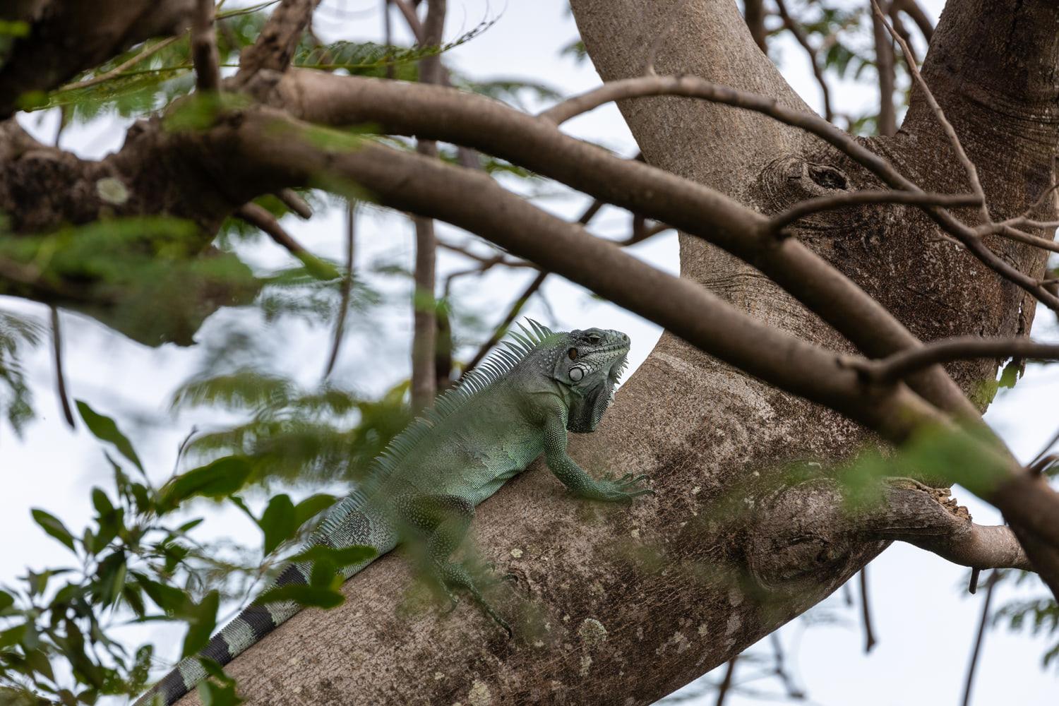 Iguana