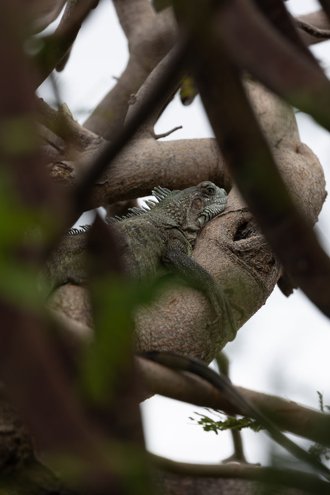 Iguana