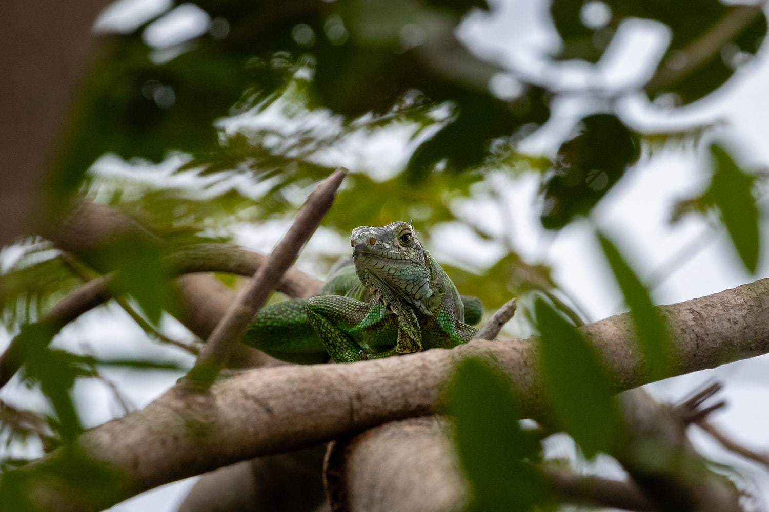 Iguana