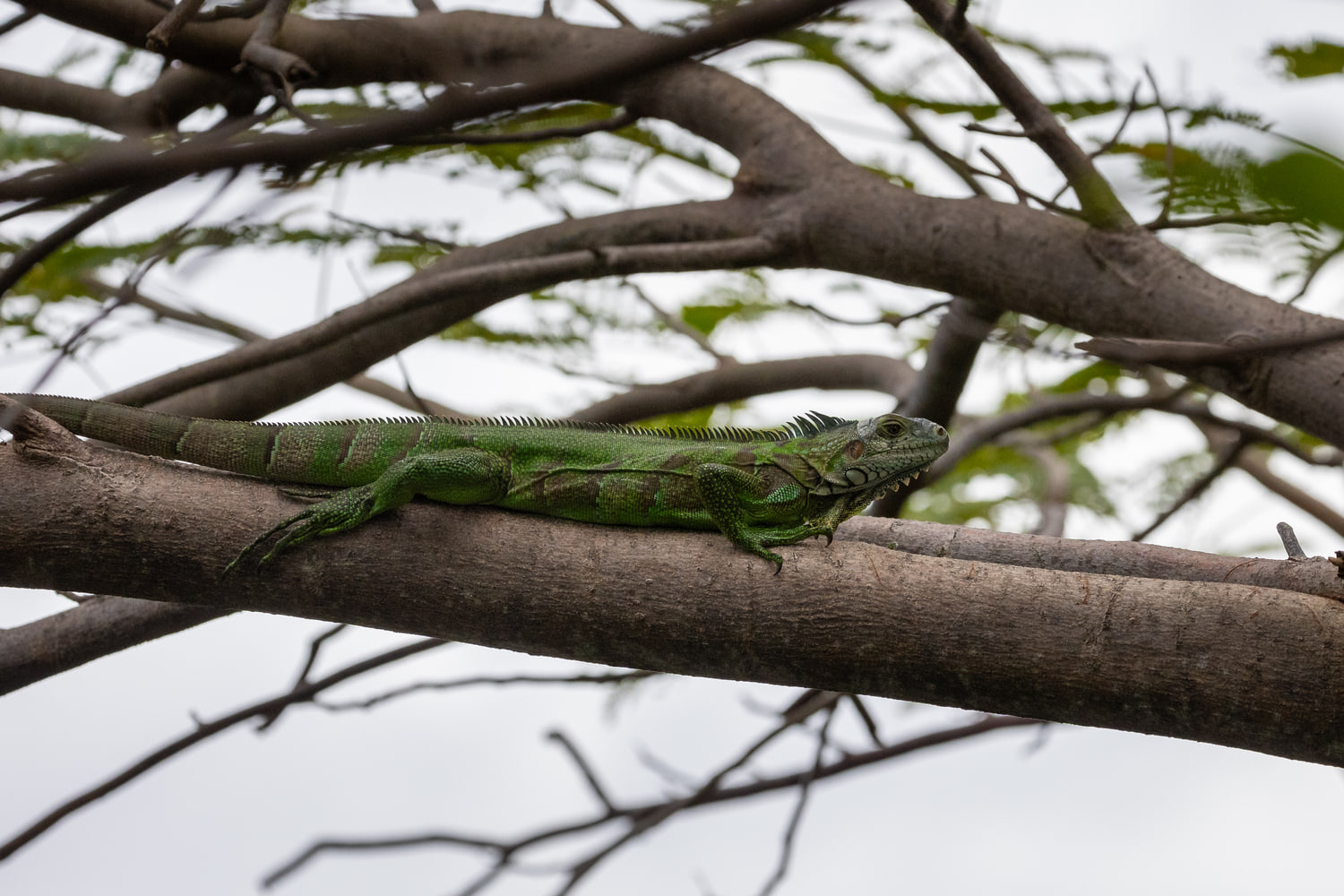 Iguana