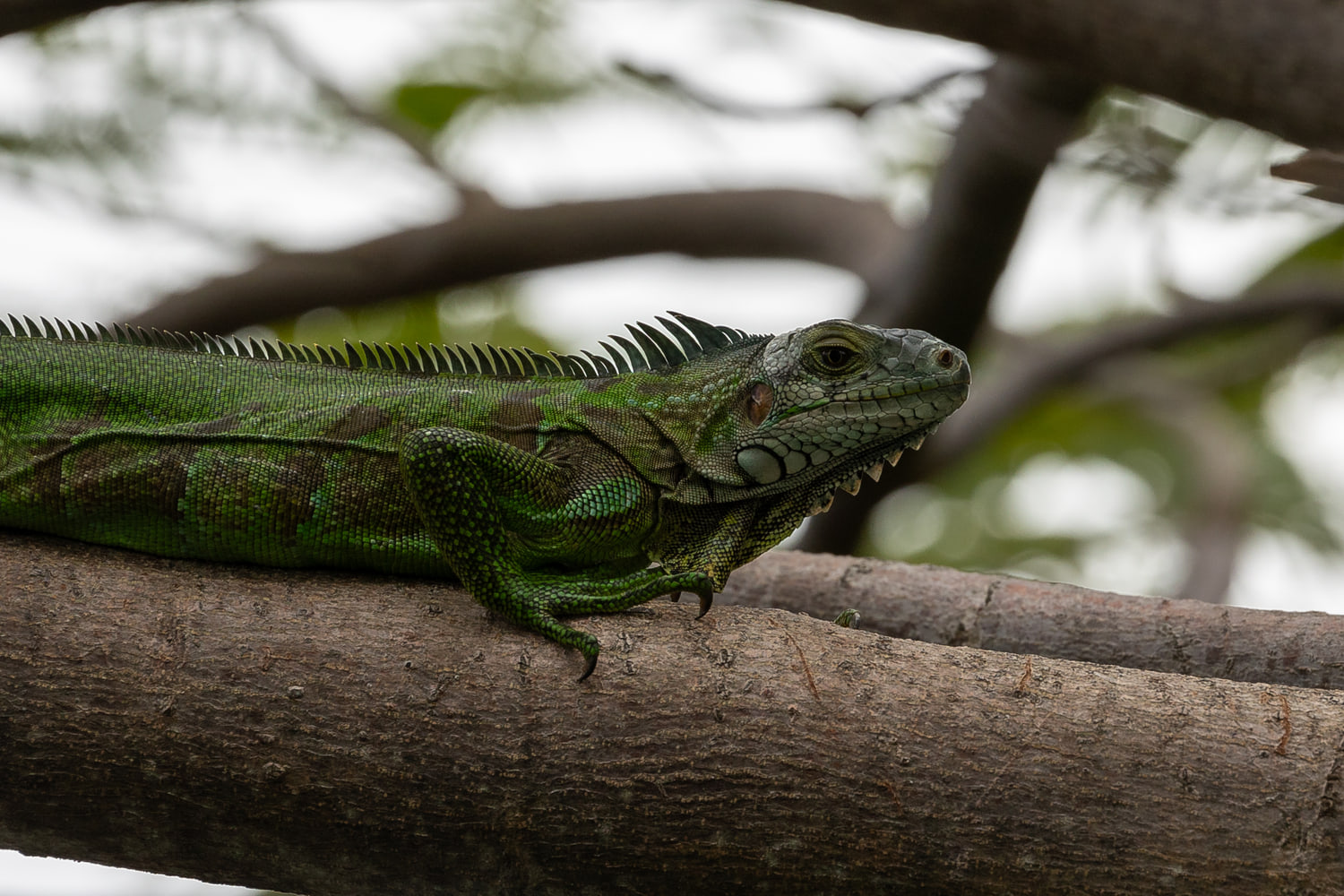 Iguana