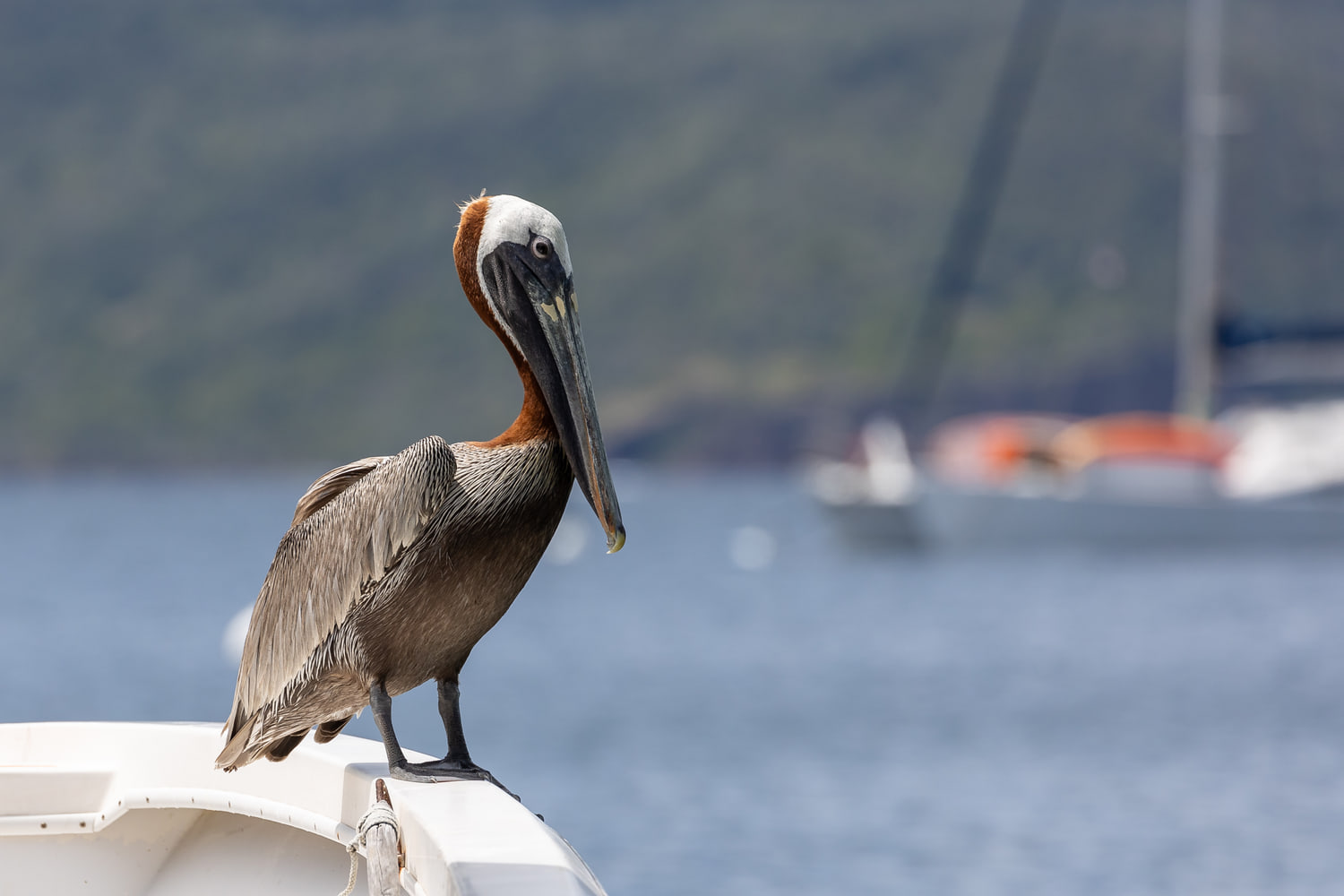 Brown pelican