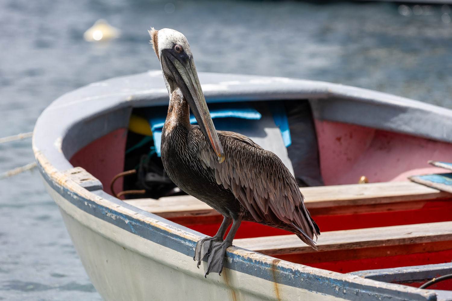Brown pelican on a boat