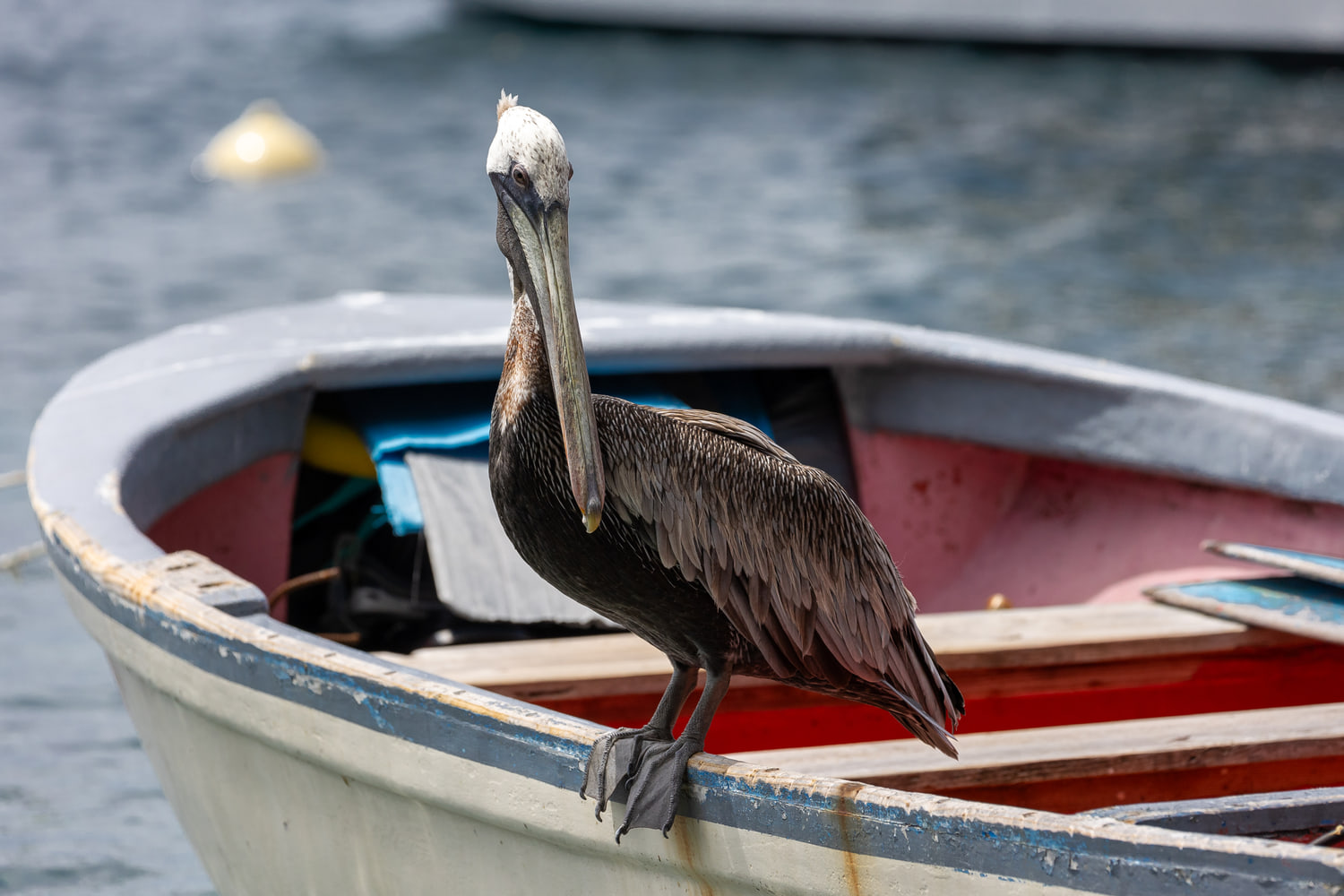 Brown pelican on a boat