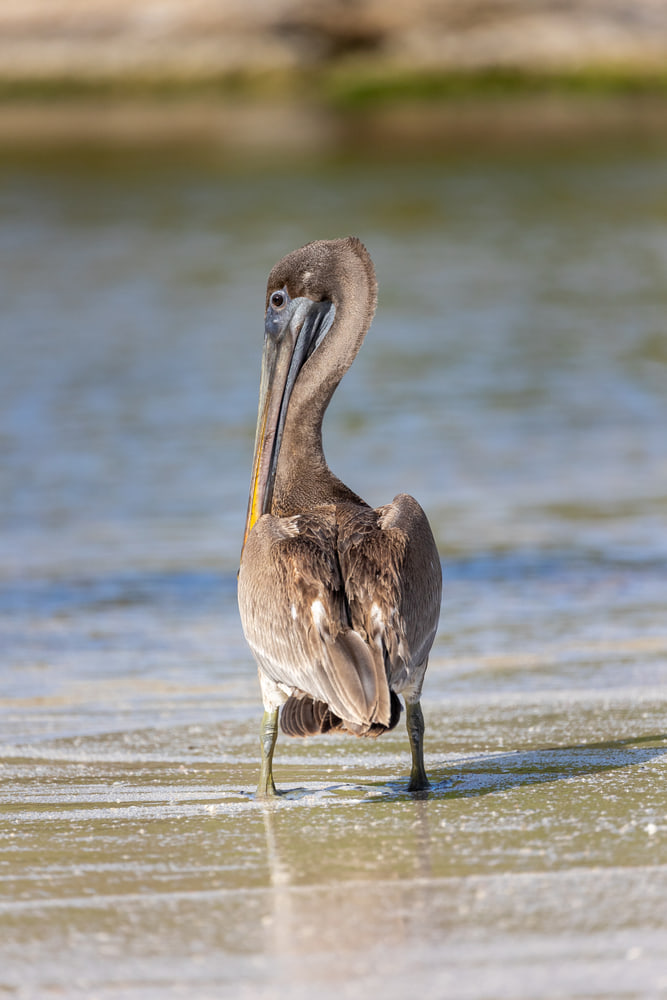 Brown pelican