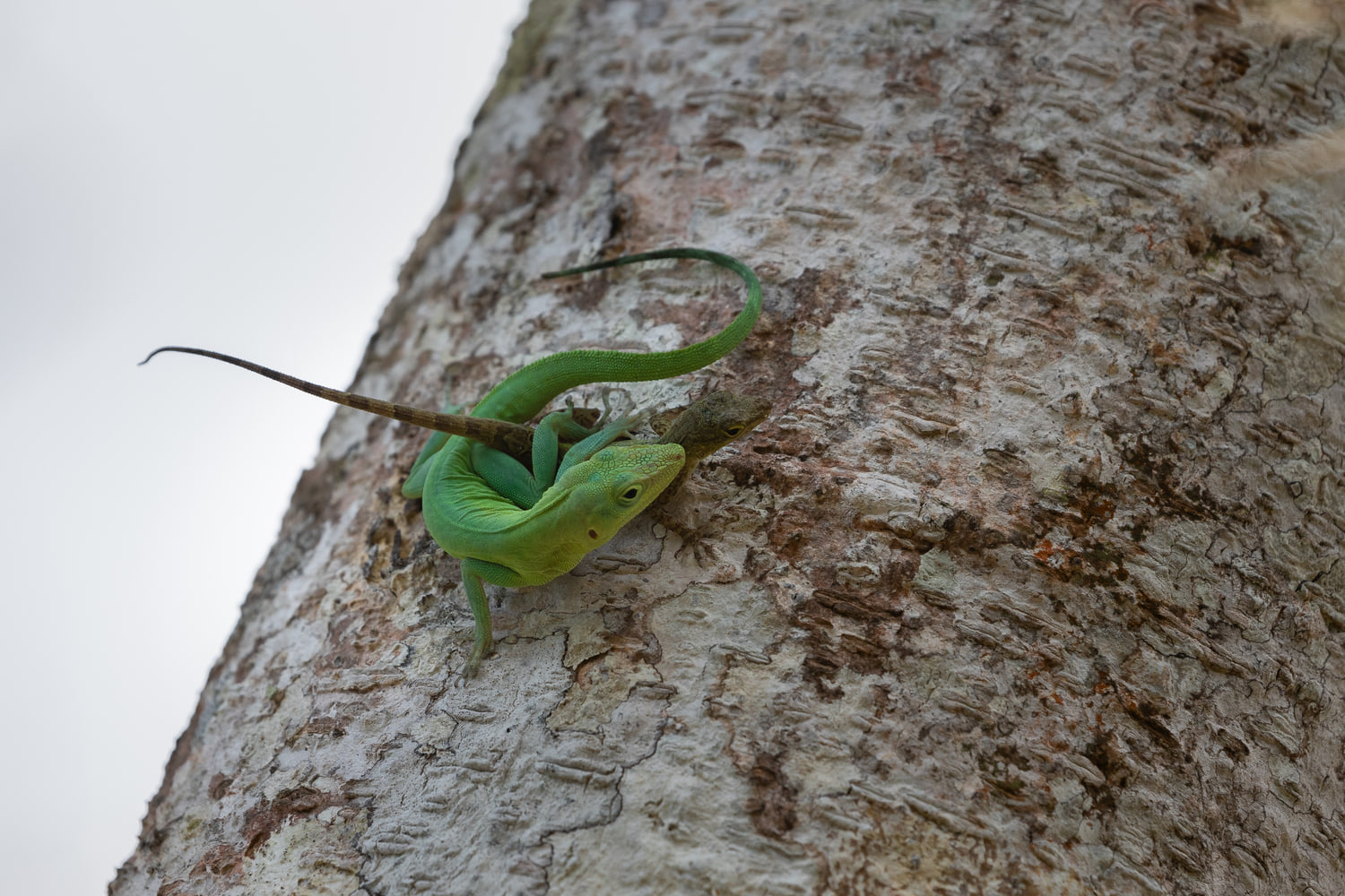 Anolis