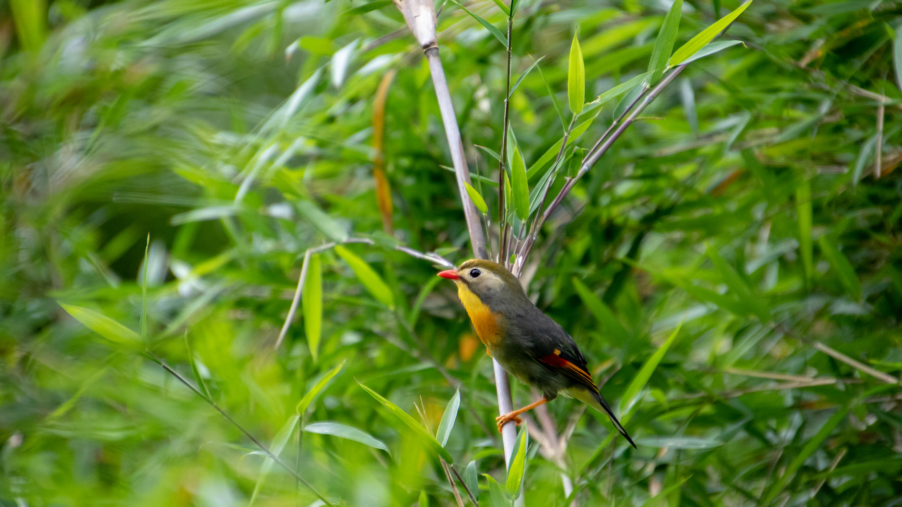 Red-billed leiothrix
