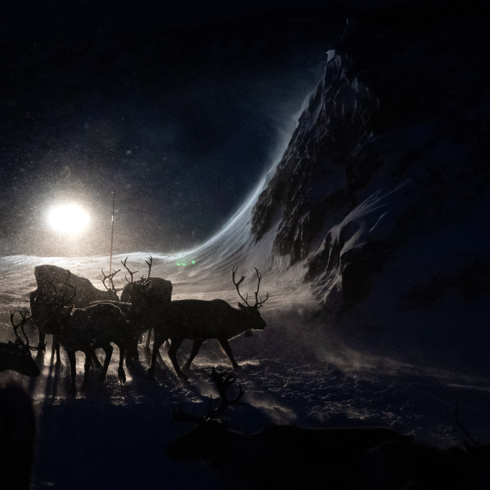 Reindeer near Tromsø
