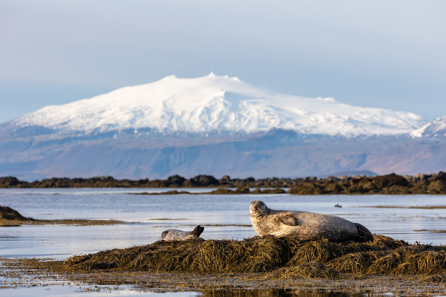 Harbour seals below Snæfellsjökull