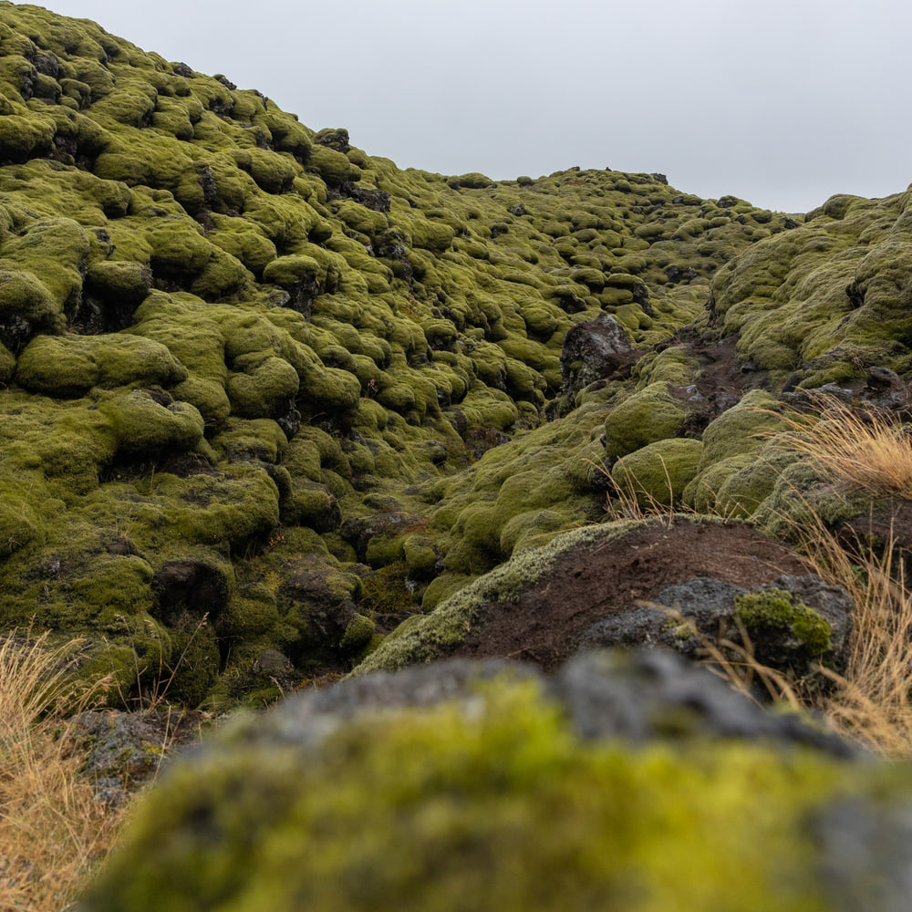 Moss-covered lava, Eldhraun