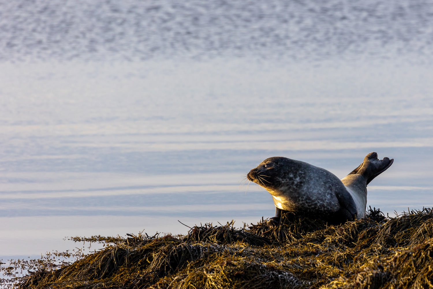 Harbour seals, Snæfellsnes