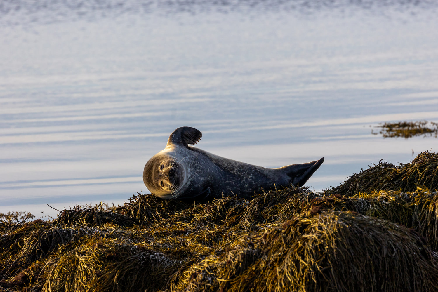 Harbour seals, Snæfellsnes