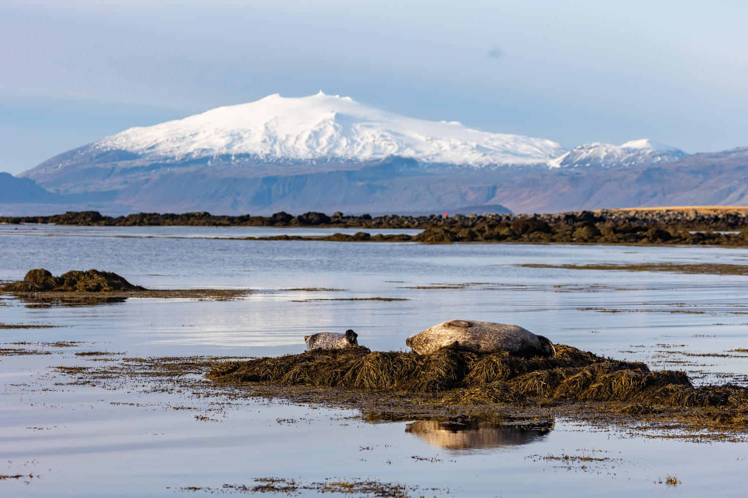 Harbour seals below Snæfellsjökull