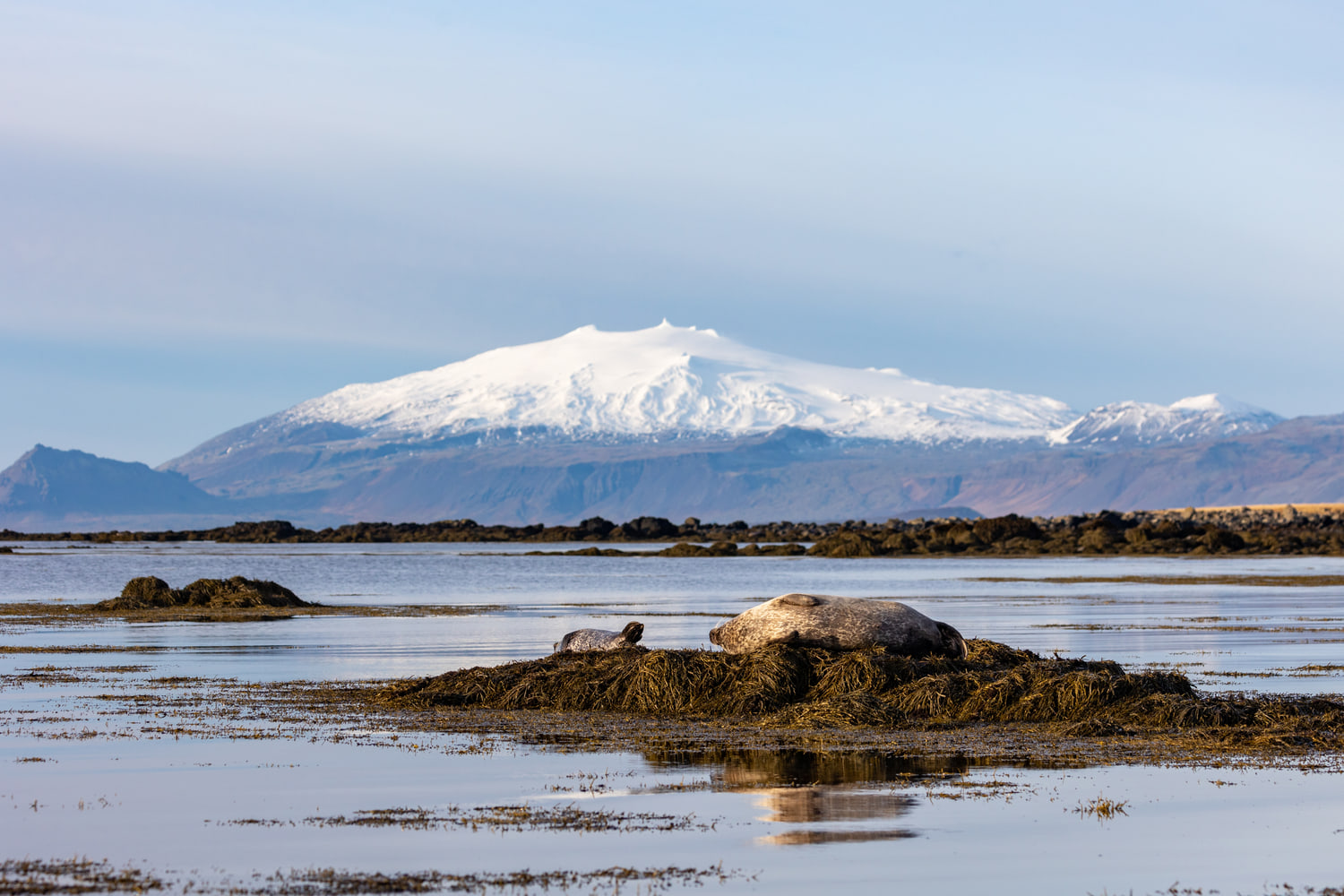 Harbour seals below Snæfellsjökull