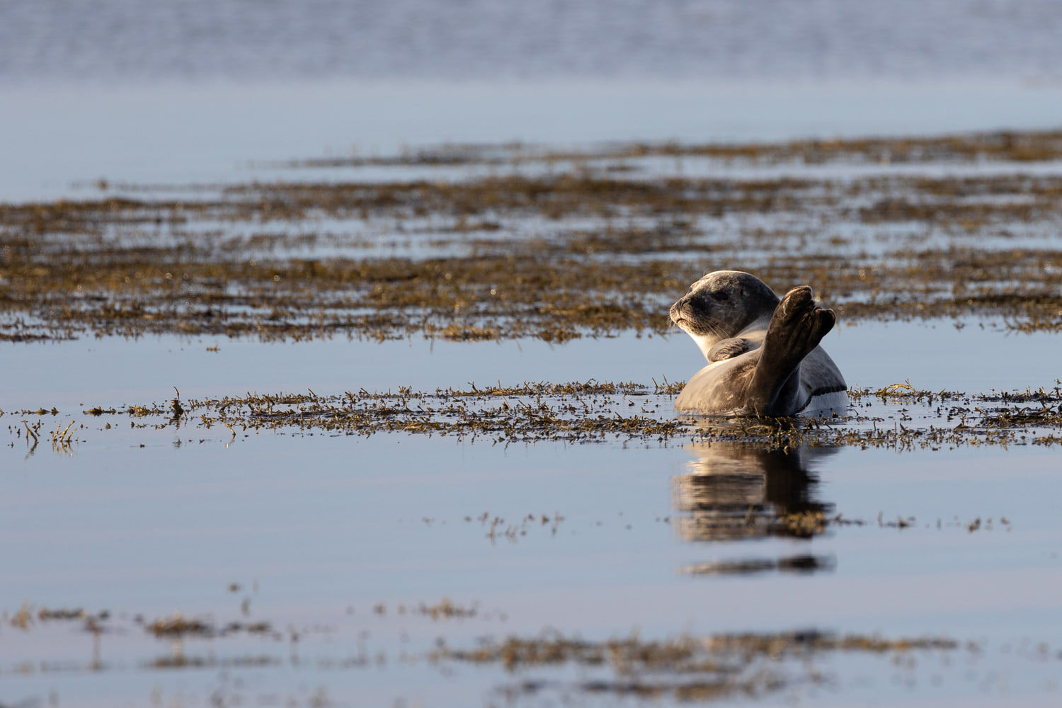 Harbour seal, Snæfellsnes