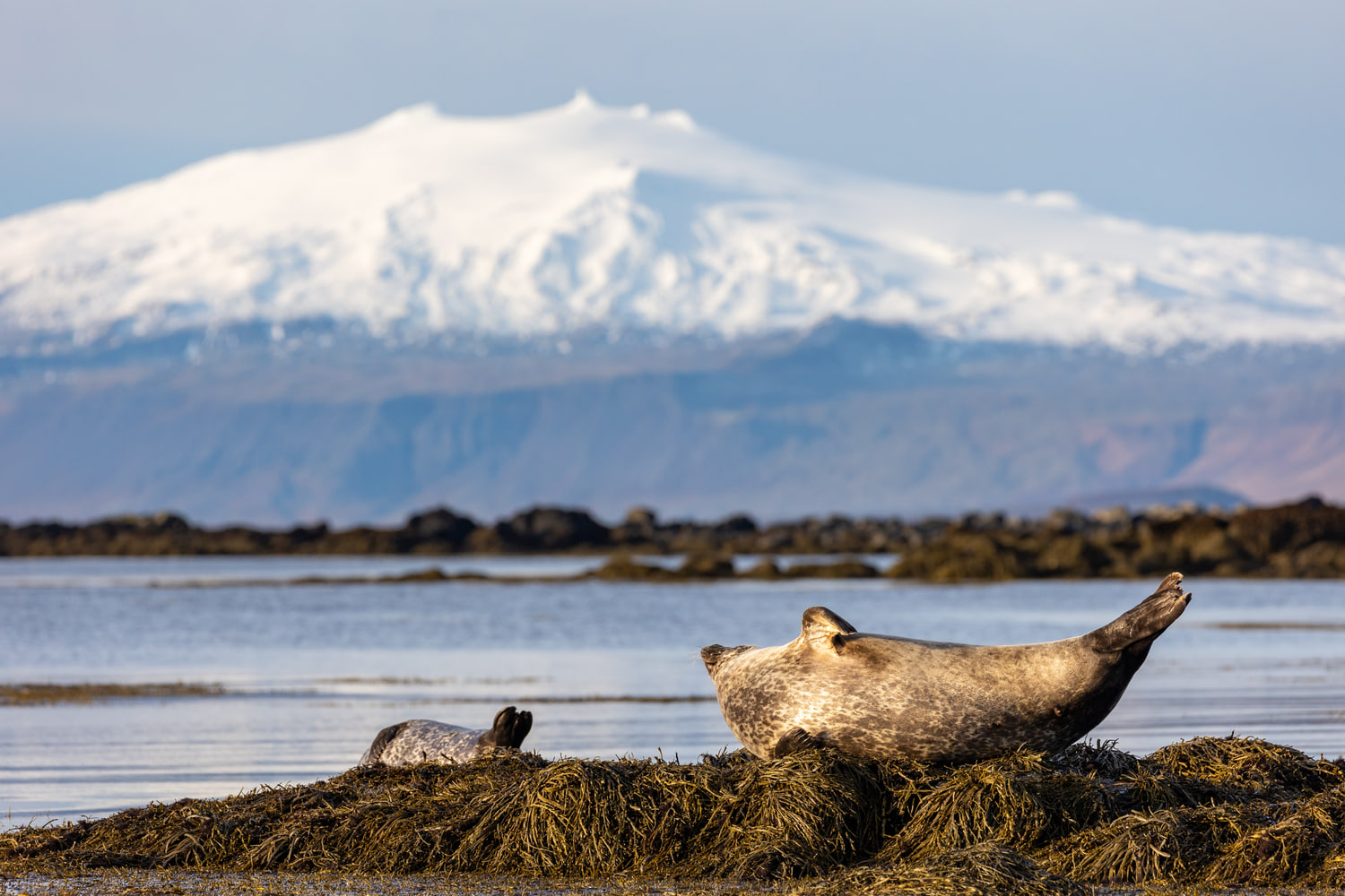 Harbour seals below Snæfellsjökull