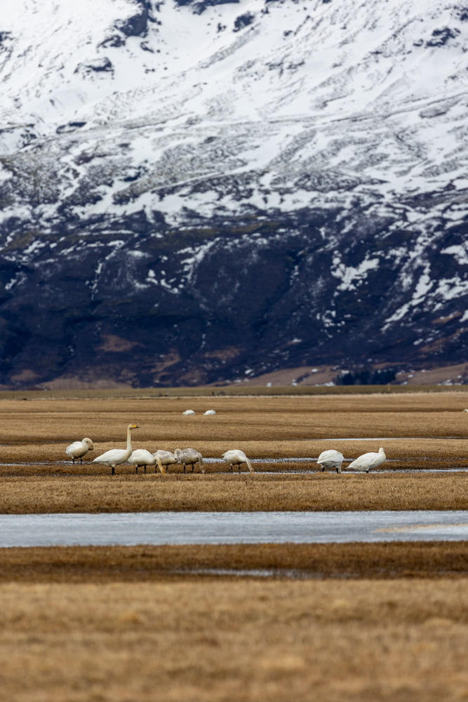 Whooper swans