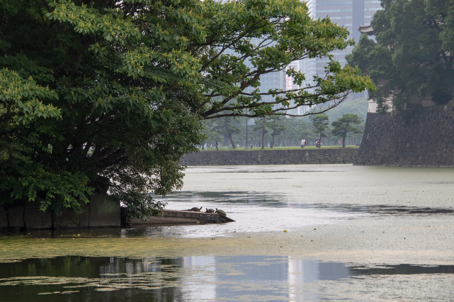 Imperial Palace moat, Tokyo