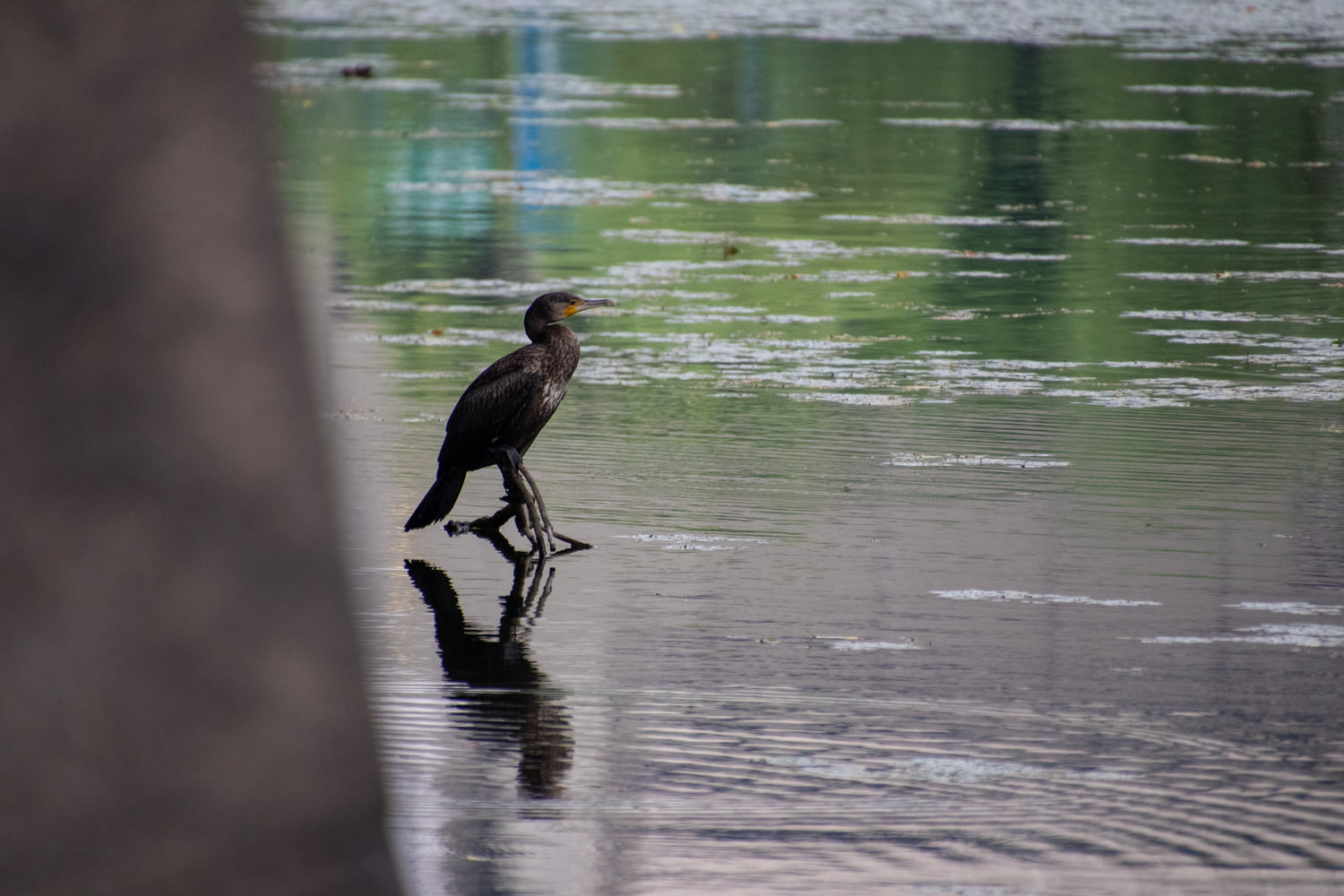 Cormorant, Imperial Palace moat, Tokyo