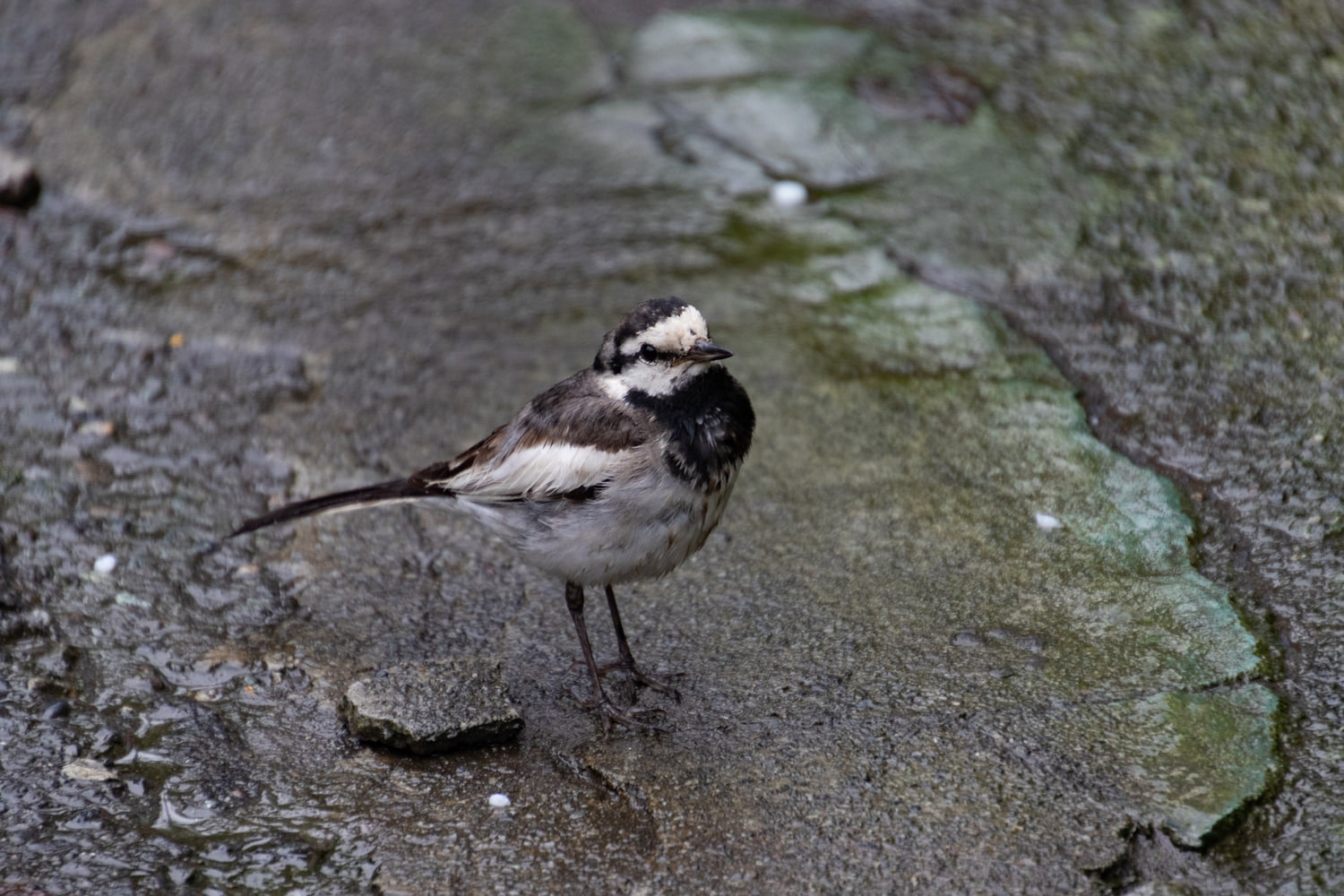 Wagtail, Japan