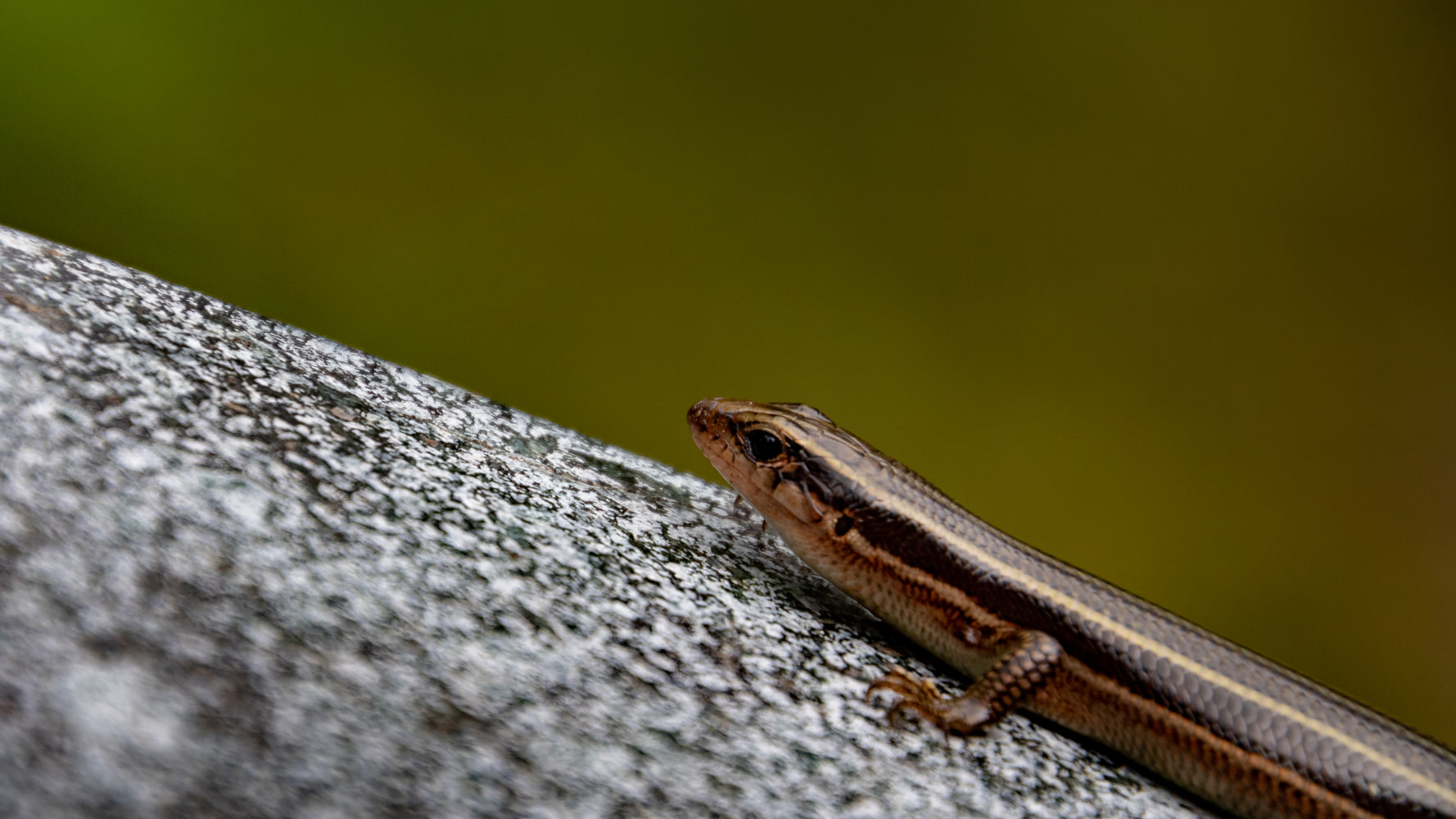 Skink, Japan