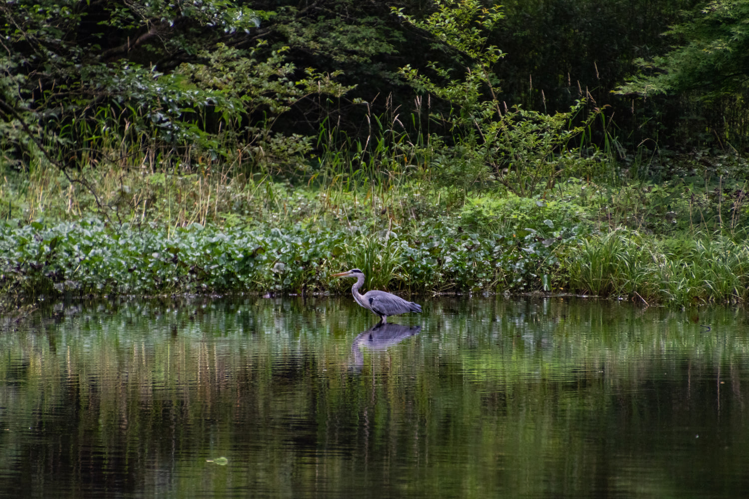Grey heron