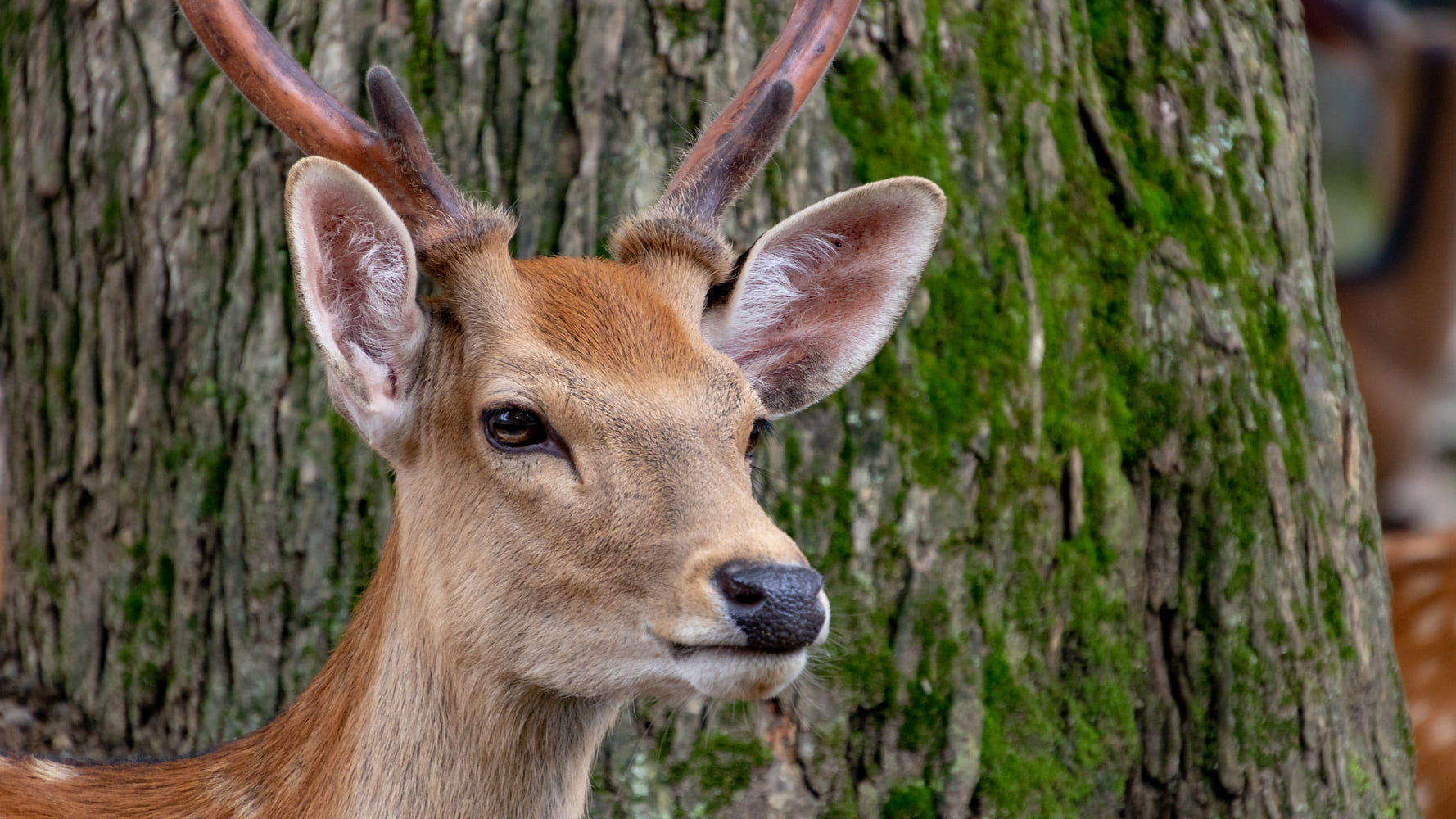 Sika deer, Nara