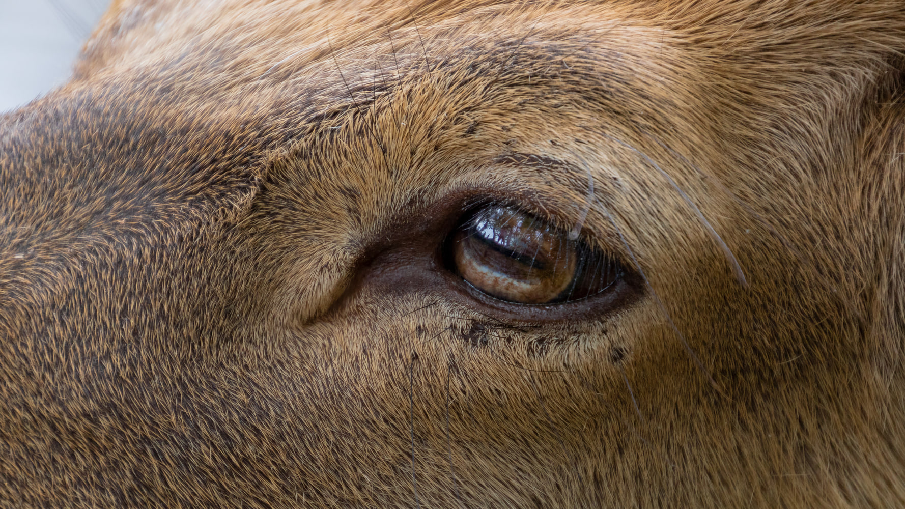 Sika deer, Nara