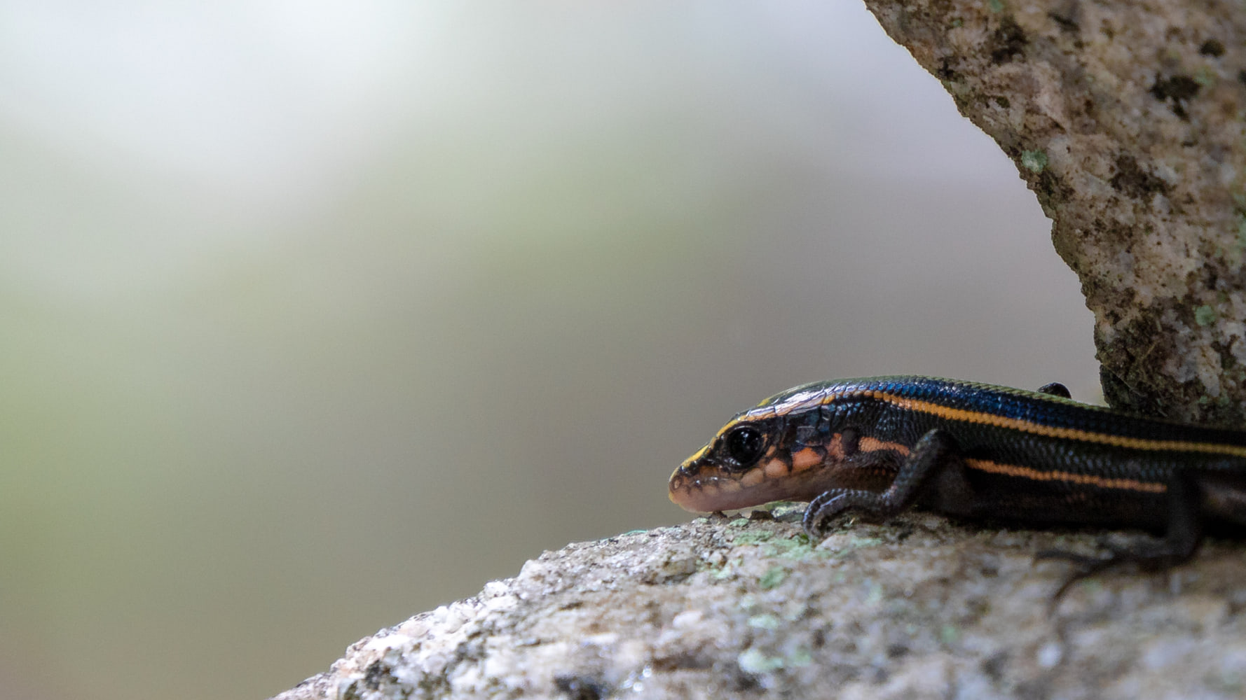 Japanese skink