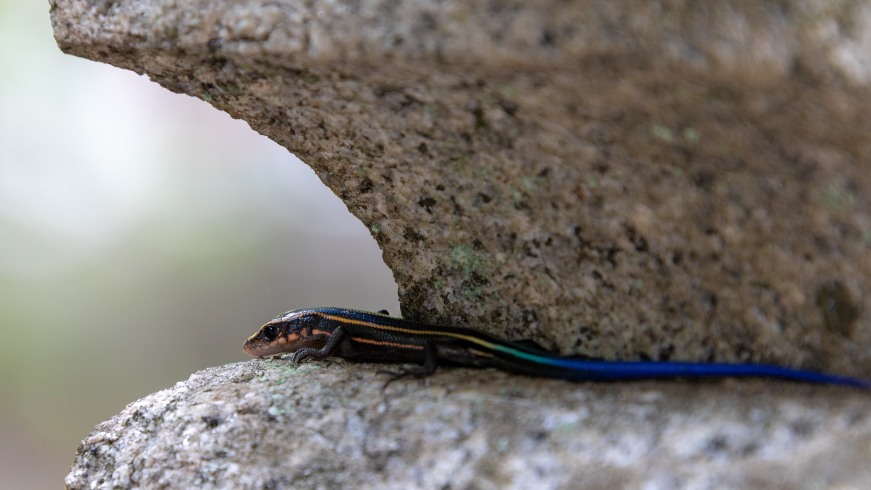 Japanese skink