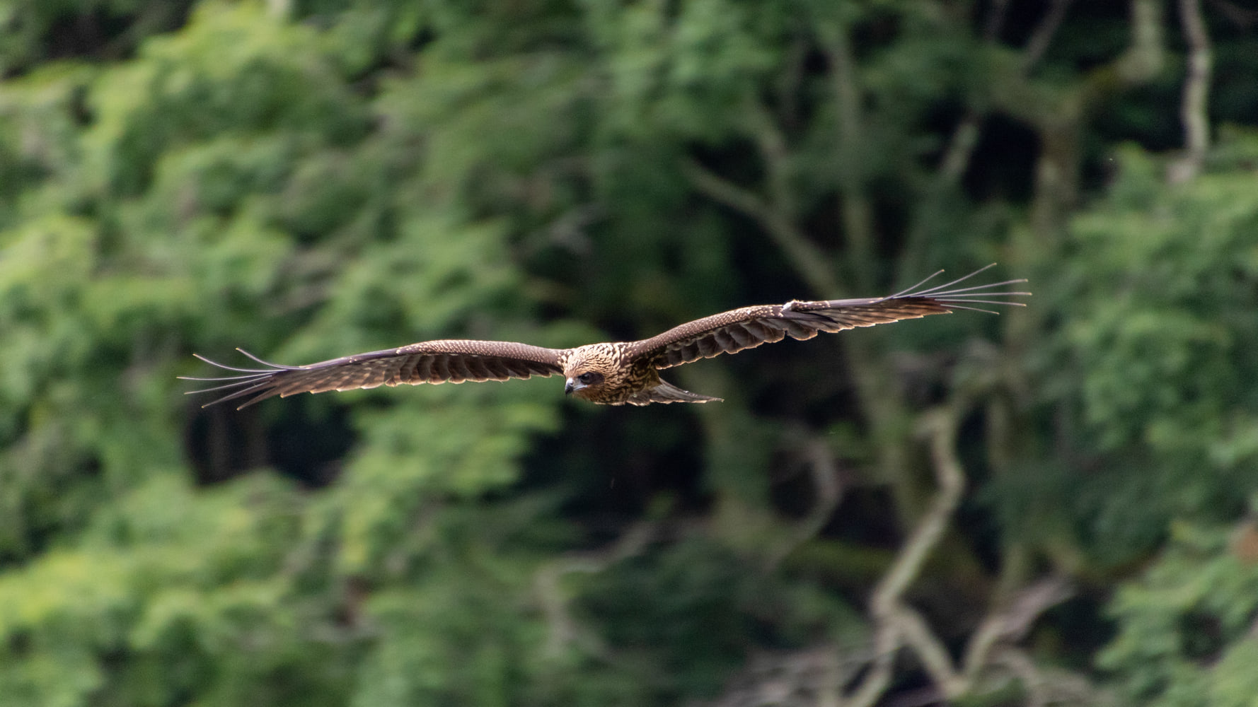 Black kite