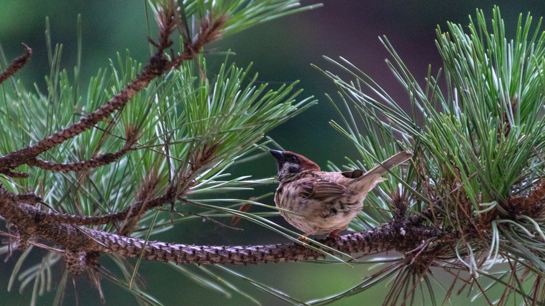 Bird in a pine tree, Japan