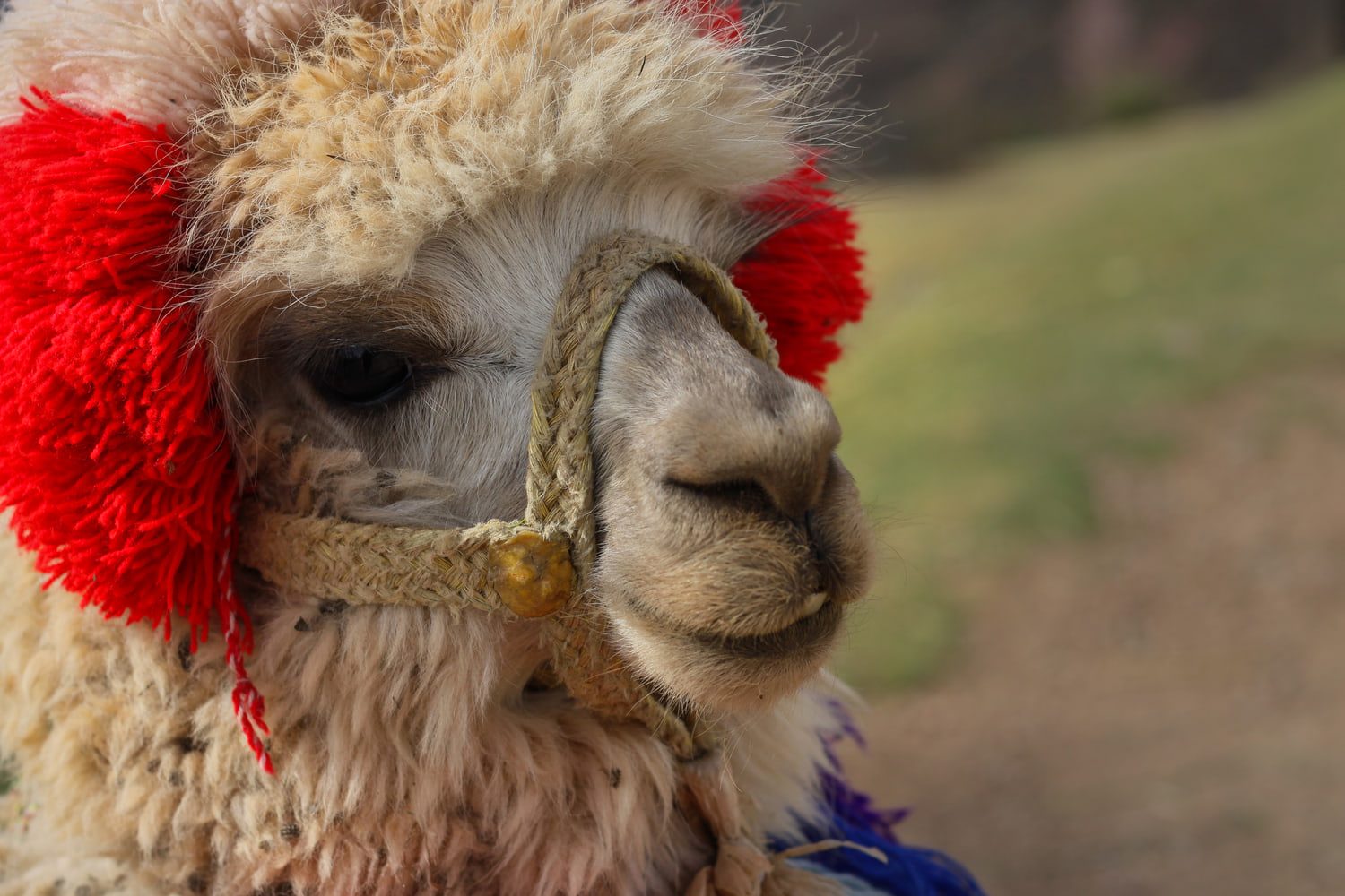 Alpaca