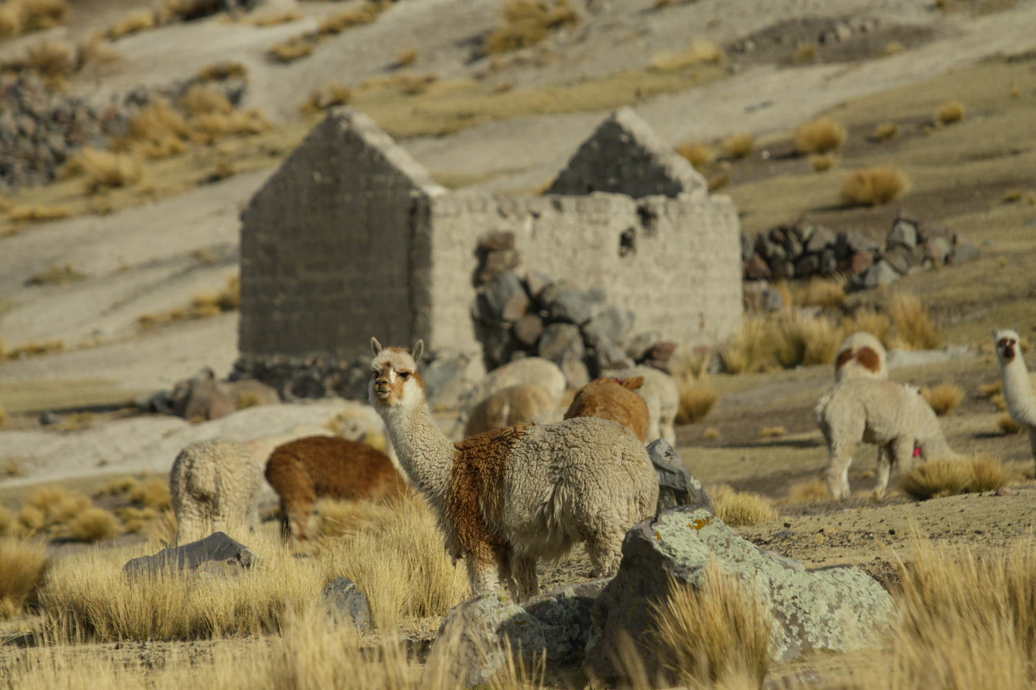 Alpacas on the Altiplano